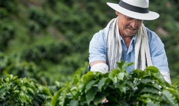 Farmer on coffee plantation