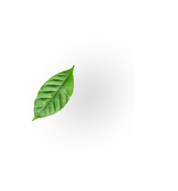 Coffee leaf