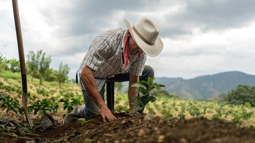 Coffee farmer on plantation