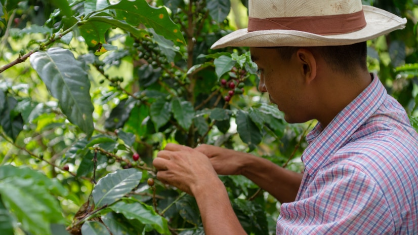 Coffee farmer