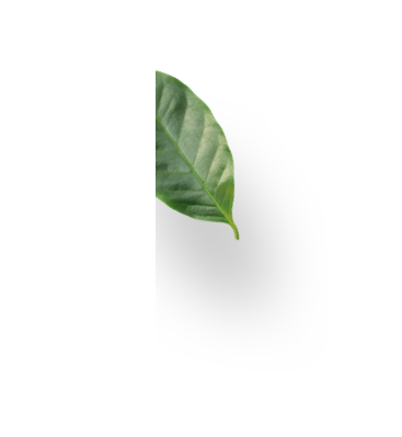 Coffee leaf